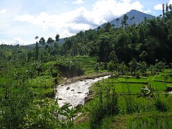 Rice field in Garut, West Java