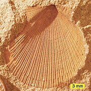 Aviculopecten subcardiformis; a bivalve from the Logan Formation (Lower Carboniferous) of Wooster, Ohio (external mold)