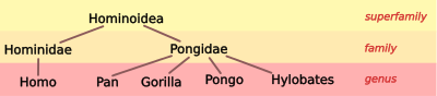 Hominoid taxonomy 1.svg