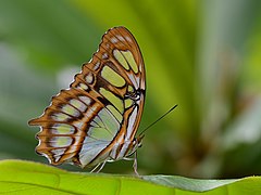 Mariposa camuflada verde