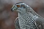 Accipiter gentilis -owned by a falconer in Scotland -upper body-8a.jpg