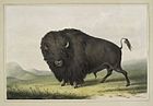 Buffalo Bull Grazing, lithograph, 1845