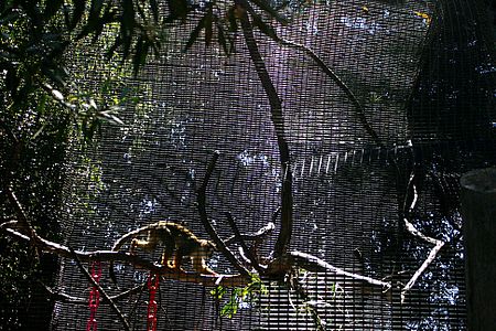 Moiré visto nunha gaiola no zoo de San Francisco