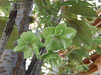 Prunus serrulata 'Gioiko' Koidz (Gyoiko) với những bông hoa màu xanh lá cây hiếm thấy, được phát triển trong thời kỳ Edo của Nhật Bản.