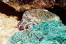 A turtle entangled in a ghost net