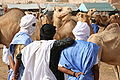 Image 11Camel market in Nouakchott (from Mauritania)