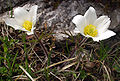Alpine pasque-flower (Pulsatilla alpina)