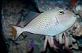 Adult sargassum triggerfish live around reefs and banks, but juveniles live around sargassum.