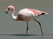 James Flamingo.jpg