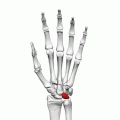 Lunate bone of the left hand (shown in red). Animation.