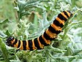 Image 22The black and yellow warning colours of the cinnabar moth caterpillar, Tyria jacobaeae, are avoided by some birds. (from Animal coloration)
