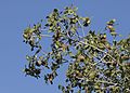 Quercus coccifera (Fagaceae)