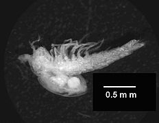 Tethysbaena ophelicola (Thermosbaenacea)