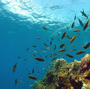 Коралловые рифы у острова Иерро. Канарские острова