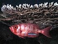 Image 15Cleaner wrasse signals its cleaning services to a big eye squirrelfish (from Animal coloration)