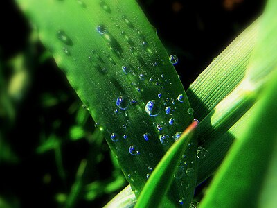 Dew and grass - Flickr - Stiller Beobachter.jpg
