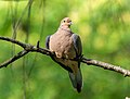 Image 41Mourning dove perched in Prospect Park, Brooklyn