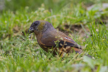 Golden-naped Finch East Sikkim India Asia 10.05.2014.jpg