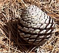Pond pine cones are smaller and rounder than loblolly pine cones.