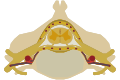 The spinal cord nested in the vertebral column.