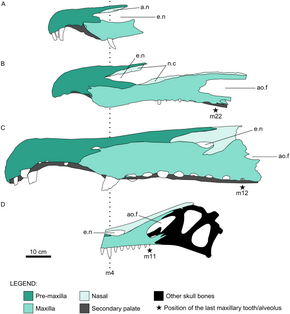 Diagram of four fossil skulls from different spinosaurids