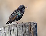 European starling at Bodega Head-1209.jpg