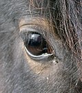 A ló szeme