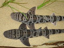View from above of two leopard sharks lying on the sand side-by-side