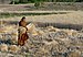 Woman harvesting wheat, Raisen district, Madhya Pradesh, India ggia version.jpg