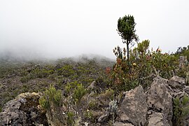 Helichrysum newii en primer plano, en el hueco de la roca, y Erica excelsa (arbusto con el tronco largo).