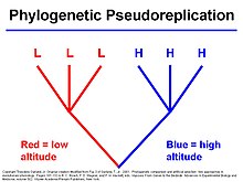Phylogenetic Pseudoreplication.jpg