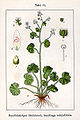 Saxifraga rotundifolia Sturm61.jpg