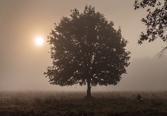 Sương sớm trên khu bảo tồn Planken Wambuis Hình: Agnes Monkelbaan