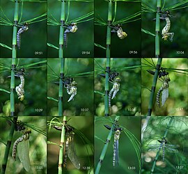 Southern Hawker moulting