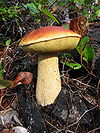 A mushroom with an orange-brown cap and a yellowish underside that somewhat resembles a sponge. The light-yellow stem is about half the thickness of the caps diameter. This mushroom is growing on the ground, surrounded by twigs, leaves, log and other forest floor debris.