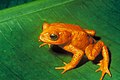 Image 2 Golden toad Photo: Charles H. Smith, USFWS The golden toad (Bufo periglenes) is an extinct species of true toad that was once abundant in a small region of high-altitude cloud-covered tropical forests, about 30 km2 (12 sq mi) in area, above the city of Monteverde, Costa Rica. The last reported sighting of a golden toad was on 15 May 1989. Its sudden extinction may have been caused by chytrid fungus and extensive habitat loss. More selected pictures