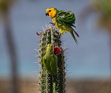 Caribbean parakeets (Aratinga pertinax).jpg