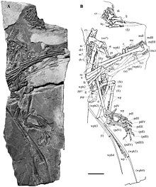 Carniadactylus rosenfeldi.jpg