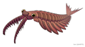 Image 47Anomalocaris canadensis is one of the many animal species that emerged in the Cambrian explosion, starting some 539 mya, and found in the fossil beds of the Burgess shale. (from Animal)