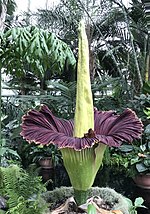 An enormous greenhouse flower