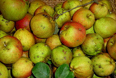 Cornish Gilliflower apple.