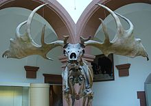 Photograph of a museum specimen of an Irish elk skull with large antlers