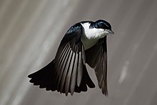 白い胸をした黒い鳥が翼を下に降り下ろして、広がった尾羽を下に向けて飛んでいる。