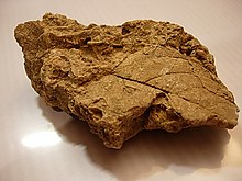 Feuille fossilisée de Vitis sezannensis sur roche marron.