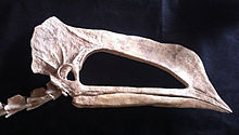 Unnamed pterosaur.jpg