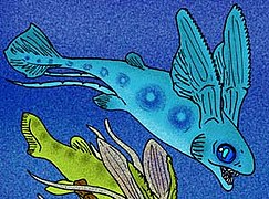 Iniopteryx was a holocephalan that lived in North America. This fish belonged to a group called the Iniopterygiformes, that possibly lived like flying fish.