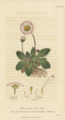 Illustration aus Fitton's Conversations on Botany