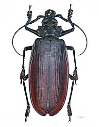 Titan beetle, Titanus giganteus, a tropical longhorn, is one of the largest and heaviest insects in the world.