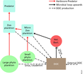 Image 80Food web structure in the euphotic zone. The linear food chain large phytoplankton-herbivore-predator (on the left with red arrow connections) has fewer levels than one with small phytoplankton at the base. The microbial loop refers to the flow from the dissolved organic carbon (DOC) via heterotrophic bacteria (Het. Bac.) and microzooplankton to predatory zooplankton (on the right with black solid arrows). Viruses play a major role in the mortality of phytoplankton and heterotrophic bacteria, and recycle organic carbon back to the DOC pool. Other sources of dissolved organic carbon (also dashed black arrows) includes exudation, sloppy feeding, etc. Particulate detritus pools and fluxes are not shown for simplicity. (from Marine food web)
