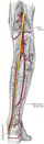 The popliteal, posterior tibial, and peroneal arteries